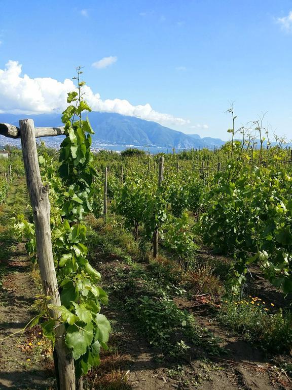 Vesuvio Inn Guest House E Wine Experience Boscotrecase Exterior foto